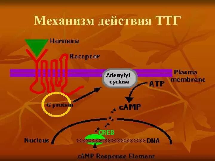 Тиреотропный гормон химическая формула. Последовательность расщепления белков в желудочно-кишечном тракте. Ттг химическое строение. Химическая структура гормонов щитовидной железы. Тиреотропный гормон щитовидной железы 2.