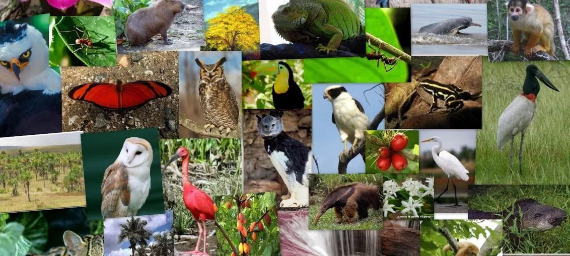 На разнообразие флоры и фауны влияют. Растительный и животный мир. Разнообразие животных. Растения и животные.