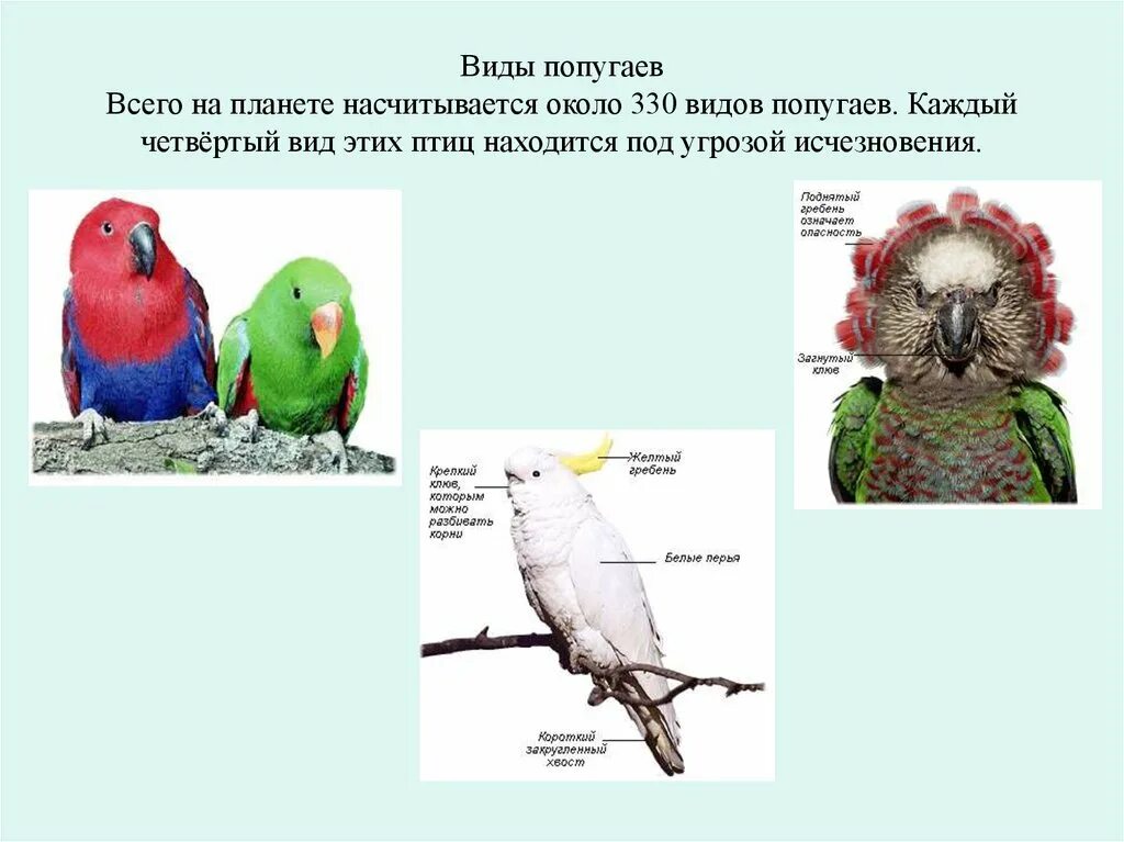 Виды попугаев. Презентация на тему попугай. Попугай для презентации. Все виды видов попугая.