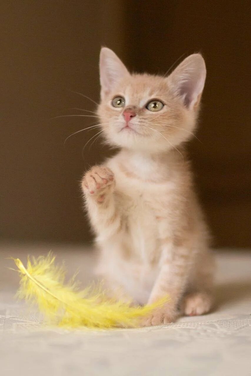 Бежевый котенок. Котенок персикового цвета. Котята персикового окраса. Котенок персикового цвета. Фото маленького котёнка персикого цвета.