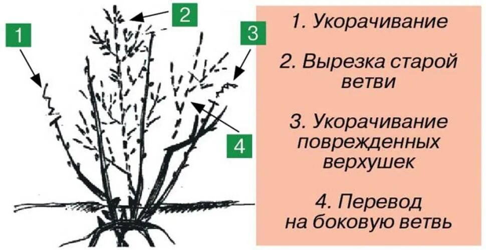 Как подрезать смородину весной. Схема обрезки черной смородины весной. Схема обрезки смородины весной. Схема обрезки смородины осенью осенью. Схема весенней обрезки смородины.