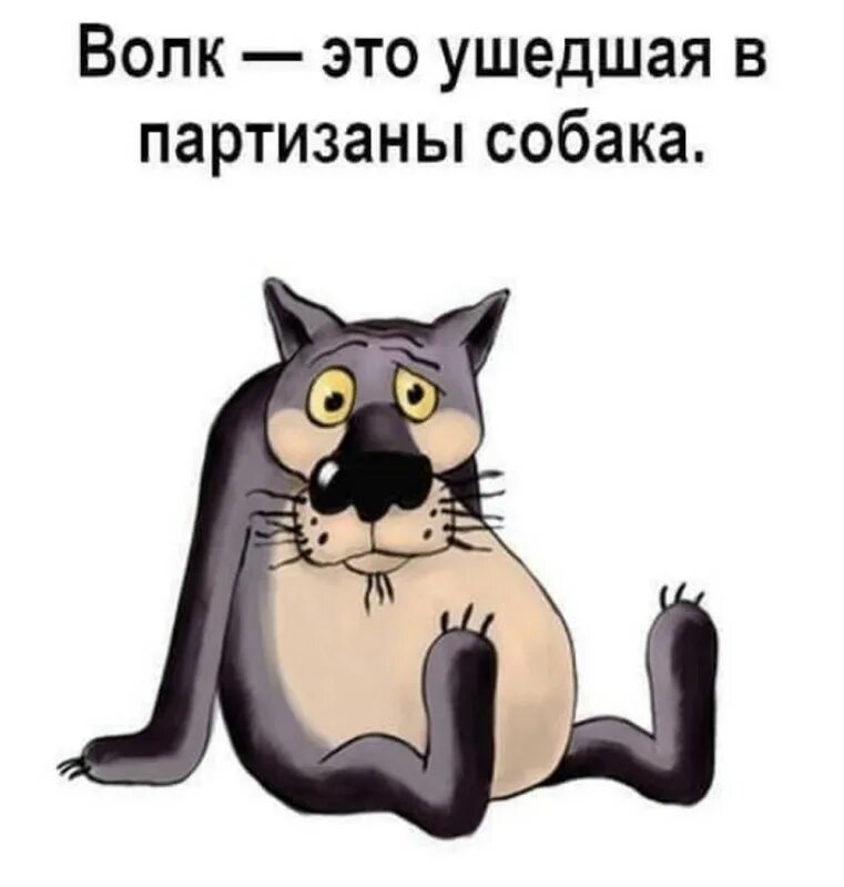 Спой кота. Щас спою. Волк щас спою. Жил был пес щас спою. Собака из мультика щас спою.