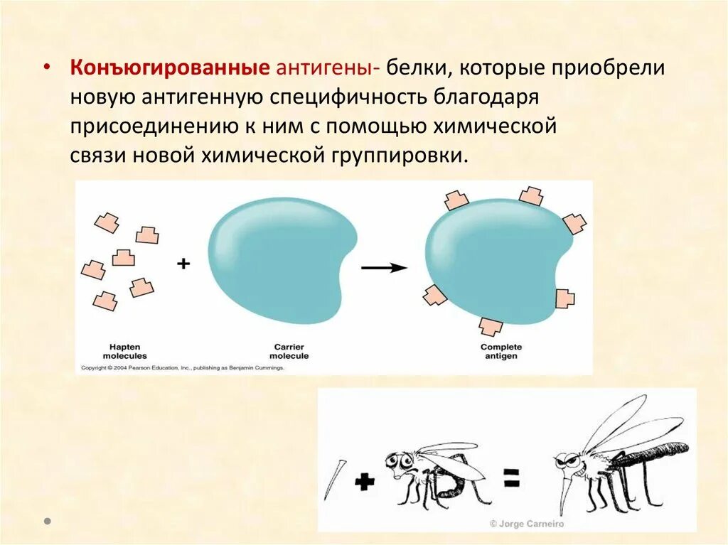 Выработка антигенов. Конъюгированные антигены. Конъюгированные белки. Белки антигены. Антигены иммунология.