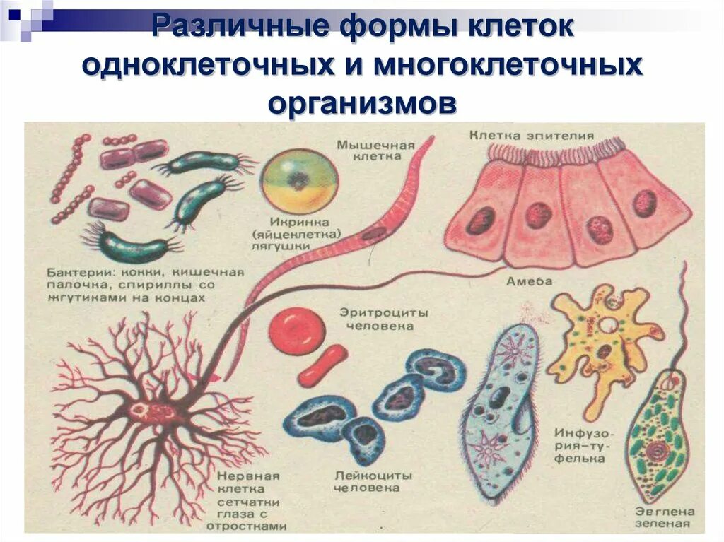 Назовите уровни организации многоклеточного организма. Формы клеток одноклеточных и многоклеточных организмов. Различные формы клеток одноклеточных и многоклеточных организмов. Ткани одноклеточных организмов и многоклеточных организмов. Разные формы клеток.