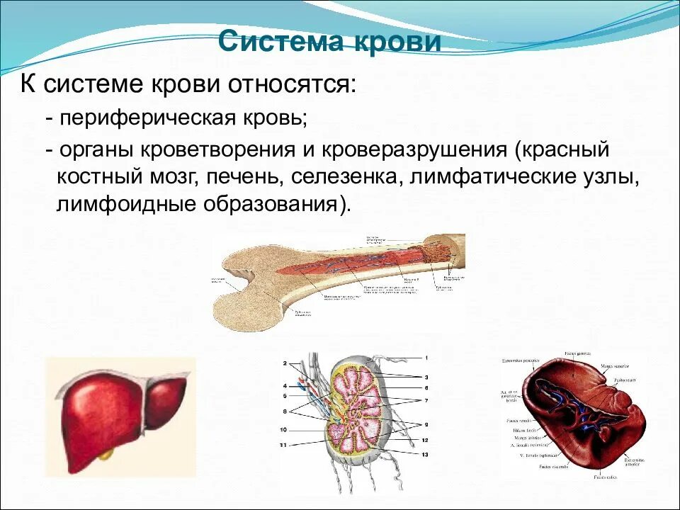 Печень относится к системе органов. Система крови кровь органы кроветворения. Анатомо физиологические данные крови и органов кроветворения. Анатомия физиологическая органы кроветворения системы. Анатомо-физиологические особенности органов кроветворения.