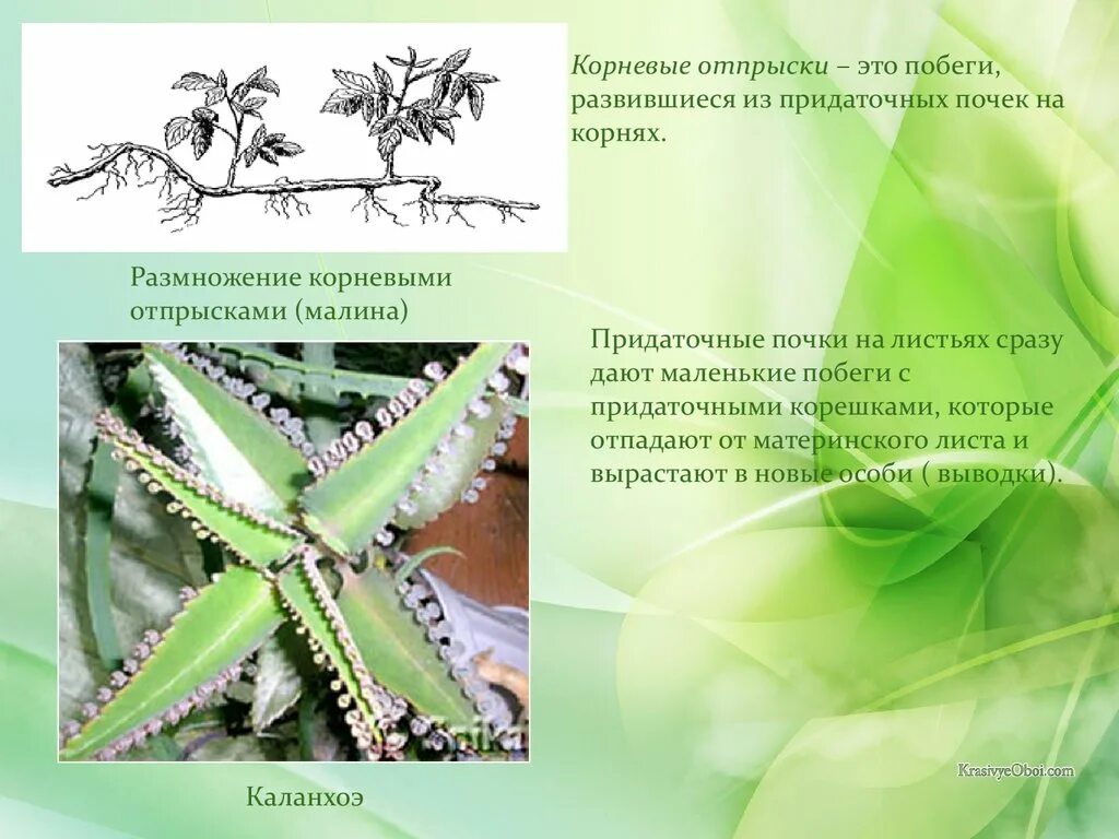 Придаточные корни на листе. Придаточные почки. Придаточные почки растений. Придаточные почки на листе растения. Придаточные почки на листьях.