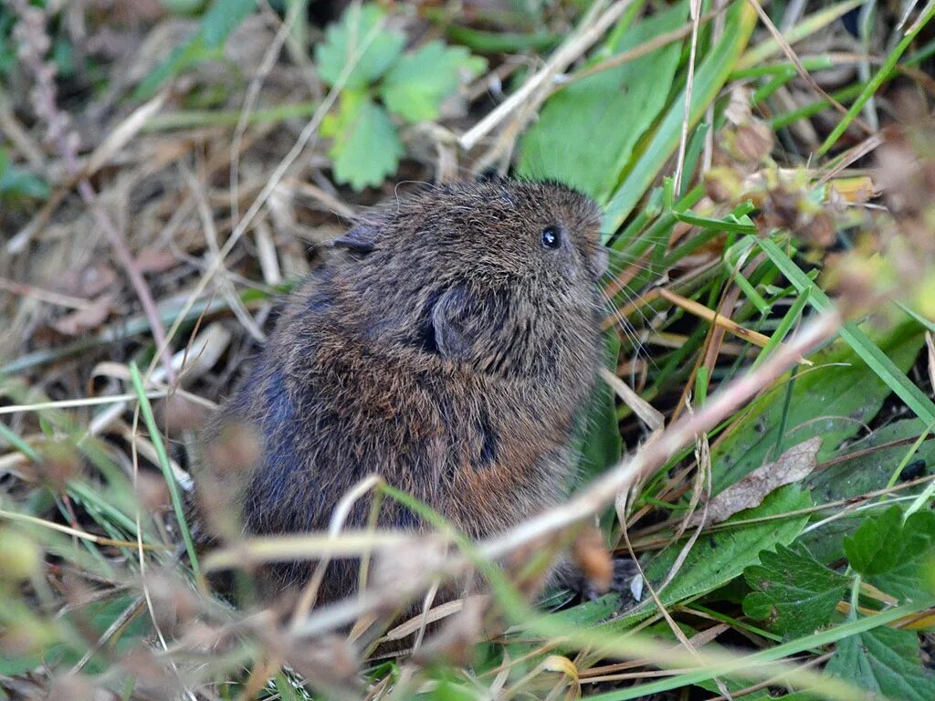 Полевка пашенная <*> (microtus agrestis. Восточноевропейская полёвка. Ольхонская полевка. Сибирская красная полевка. Автор полевка.