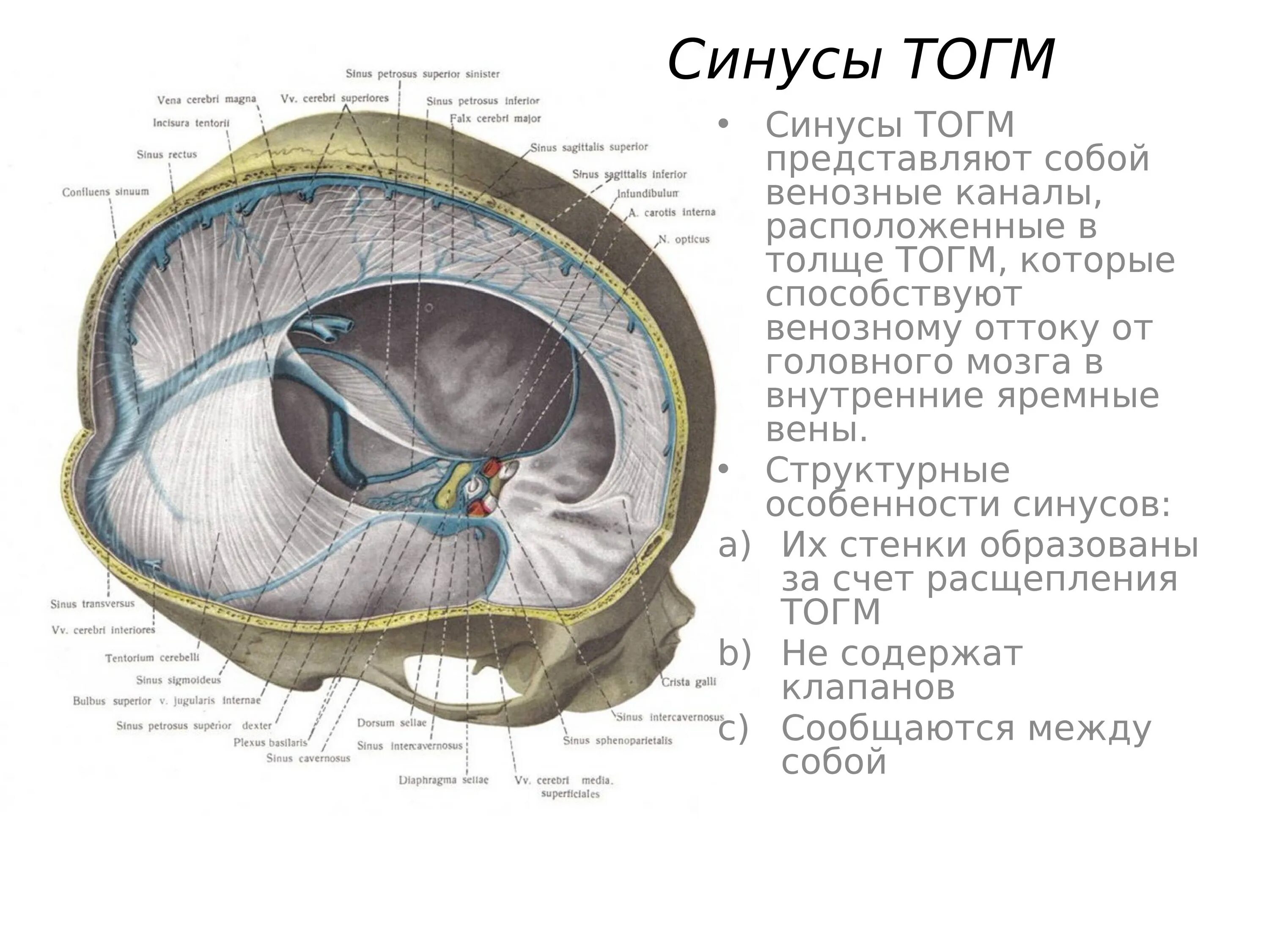 Синусы оболочек головного мозга. Оболочки мозга. Синусы твердой мозговой оболочки. Вены головного мозга синусы твердой мозговой оболочки. Хирургическая анатомия венозных синусов твердой мозговой оболочки. Синусы твердой мозговой оболочки схема.