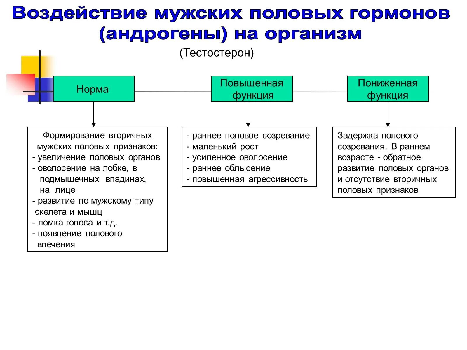 Влияет на развитие вторичных половых признаков. Влияние тестостерона на вторичные половые признаки. Тестостерон функции в организме. Роль тестостерона в регуляции процессов роста и развития.