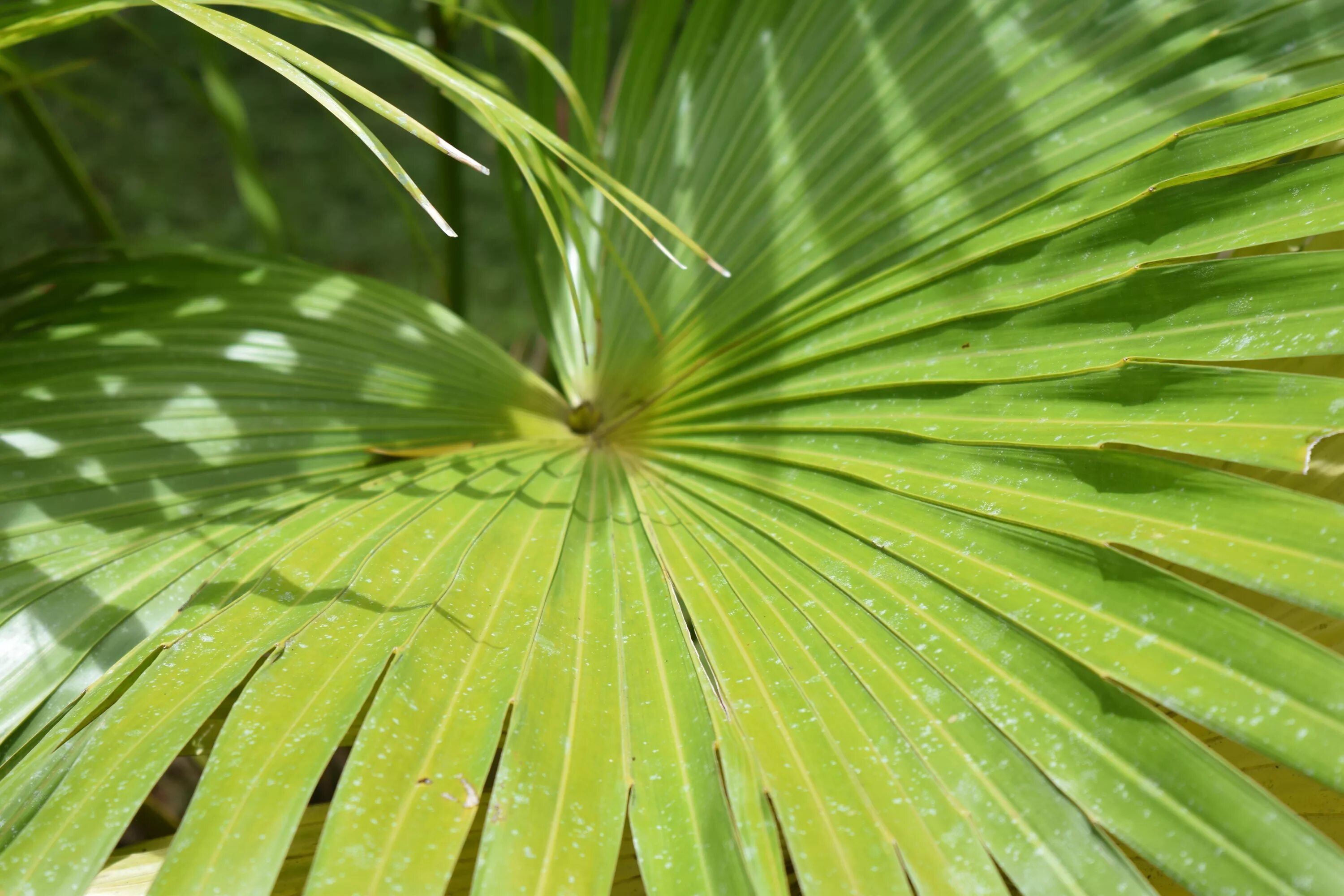 Tropical plant. Тропическая Пальма с перистыми листьями. Пальмовые листья. Тропические листья. Ветка пальмы.