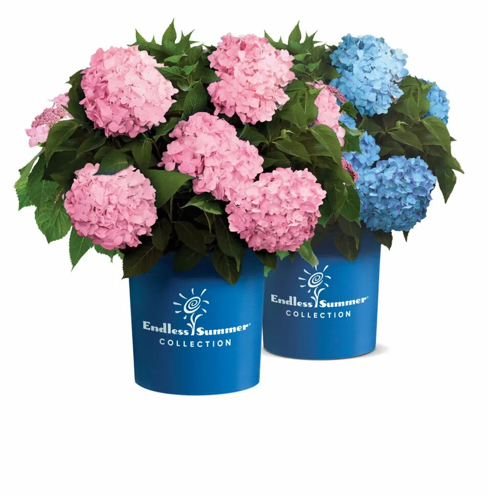 гортензии ориджинал. гортензии ориджинал. гортензия бавария крупнолистная. гортензия крупнолистная endless summer. гортензии ориджинал.