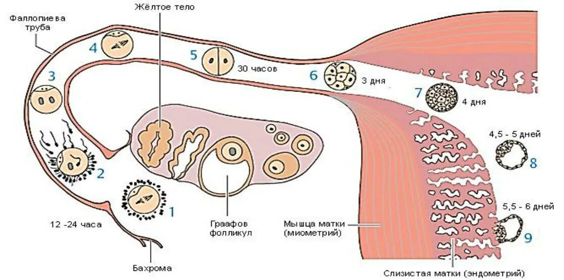 После каких дней наступает беременность. Стадии развития оплодотворенной яйцеклетки. Фазы имплантации зародыша. Путь яйцеклетки по дням. Схема оплодотворения человека в матке.
