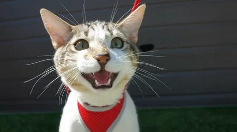 Happy кошка