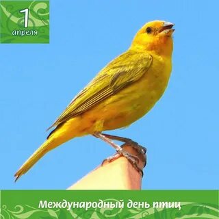 Желтая певчая