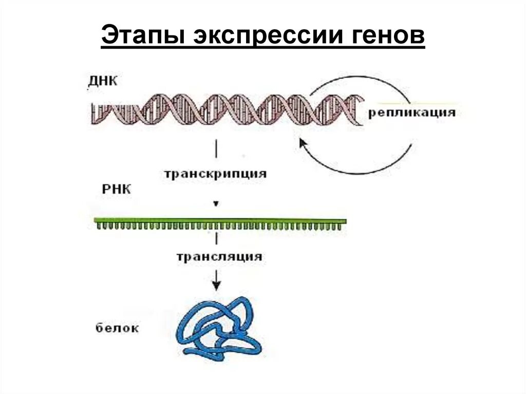 Этапы экспрессии генов схема. Экспрессия Гена (схема процесса синтеза). Экспрессия генов. Этапы экспрессии Гена.