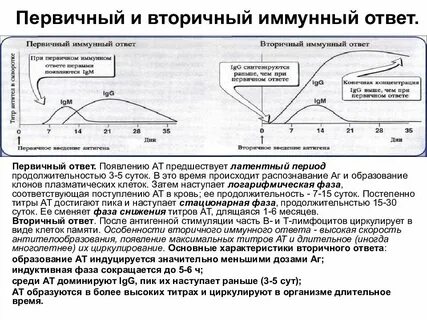При первичном иммунном ответе вырабатываются