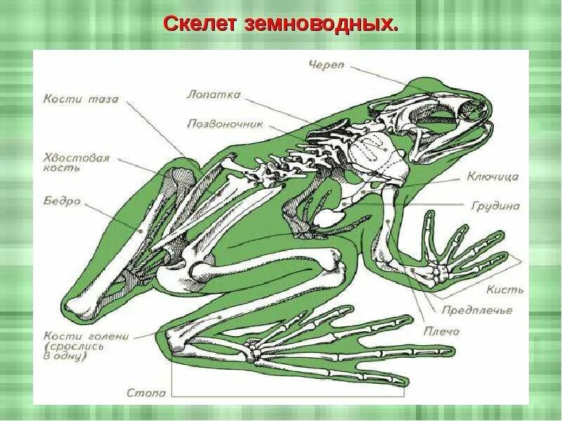 Земноводных корень. Земноводные внешнее строение. Внешнее строение лягушки класс земноводные или амфибии. Внутреннее строение амфибий. Класс земноводные строение скелета.