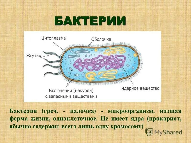 Бактерии прокариоты. Ядро бактериальной клетки. Прокариоты имеют ядро. Форма жизни бактерий.