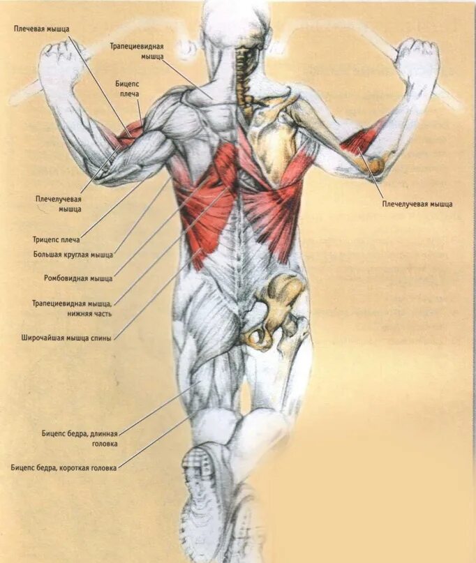 Подтягивания группы мышц. Брусья мышцы задействованы. Подтягивания анатомия. Мышцы при подтягивании.