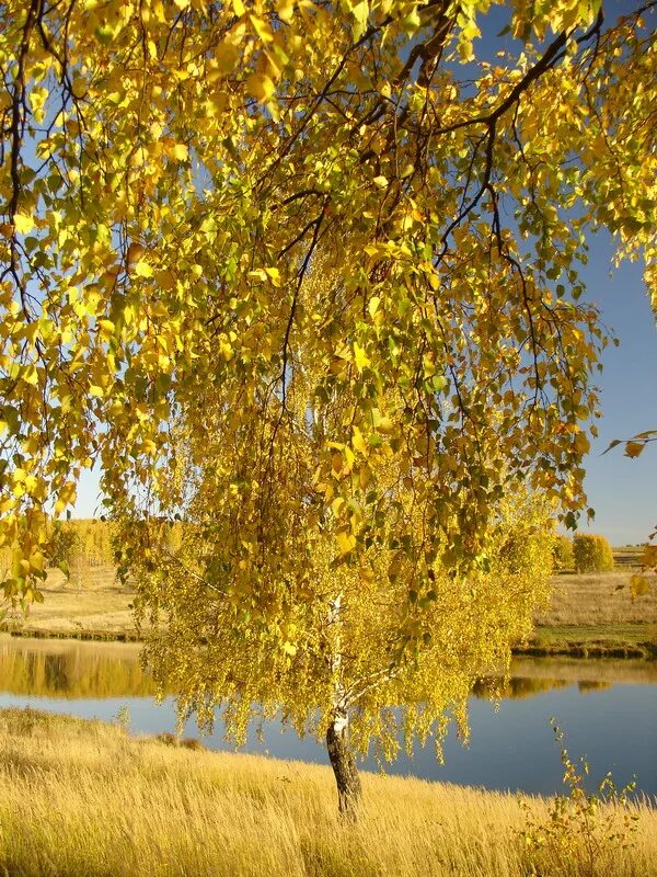 вид из окна на золотые берёзы октябрь. отговорила роща золотая. береза золотое облако. за окном золотые березки. золото берез.