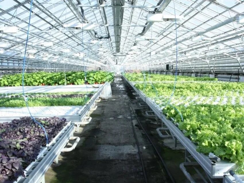 агроинвест людиново. тепличный комбинат агаповский шеметов. овощевод тольятти. овощевод оренбург. культивационные сооружения защищенного грунта.