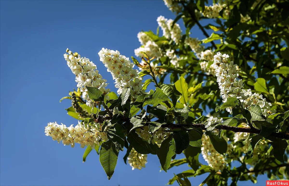 черемуха padus pensylvanica. черемуха кустарниковая. цвет черемухи похожие. цветущая черемуха. черемуха растение.