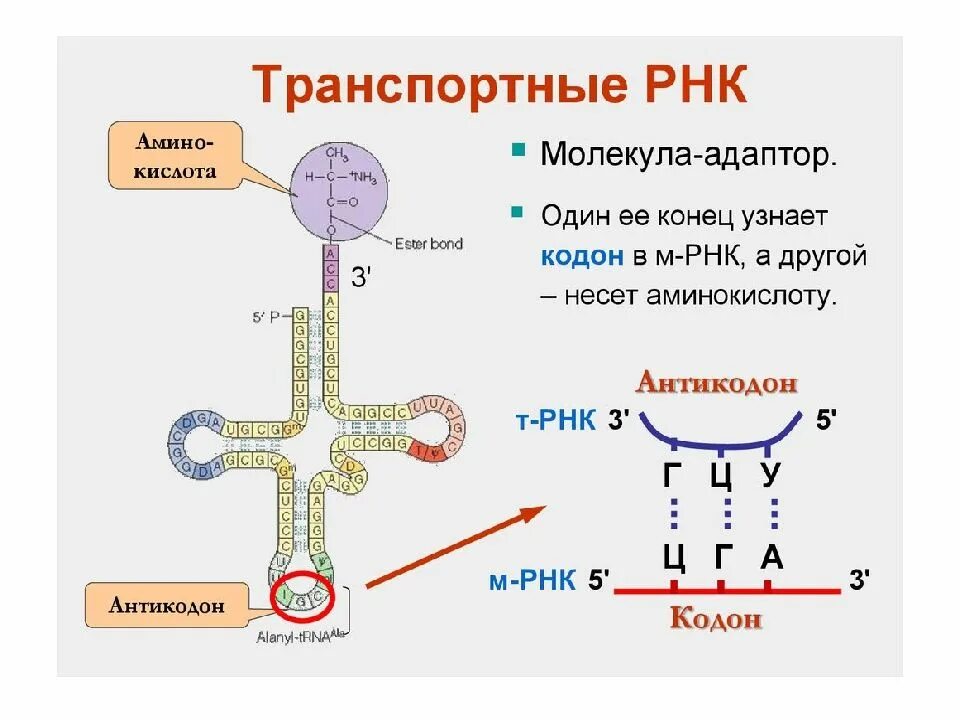 В биосинтезе фрагмента молекулы