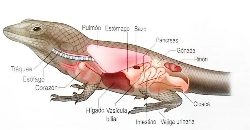 Внутренние органы рептилий. Строение клоаки крокодила. Пищеварительная система рептилий. Пищеварительная система ящерицы. Пищеварительная система крокодила.