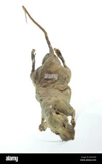 Мумифицировать мышей