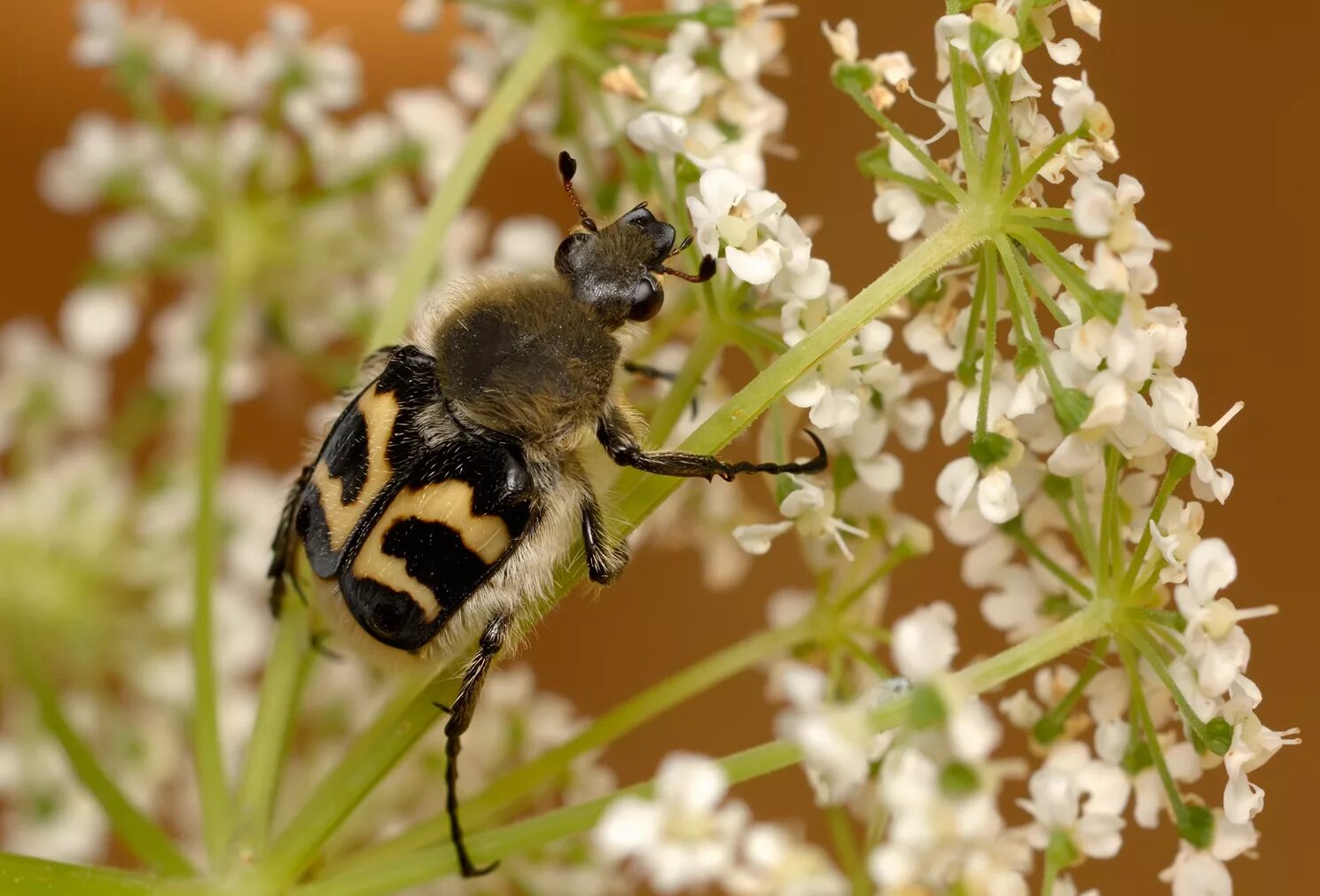 Восковик. Жук Trichius fasciatus. Жук восковик полосатый. Восковик перевязанный Trichius fasciatus. Восковик перевязанный Жук.