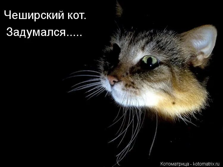 завести котика. завести котика. заведи кота говорили они. завести кота. заведите кошку.