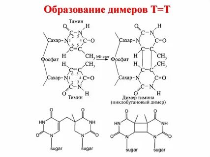 Димеры тимина