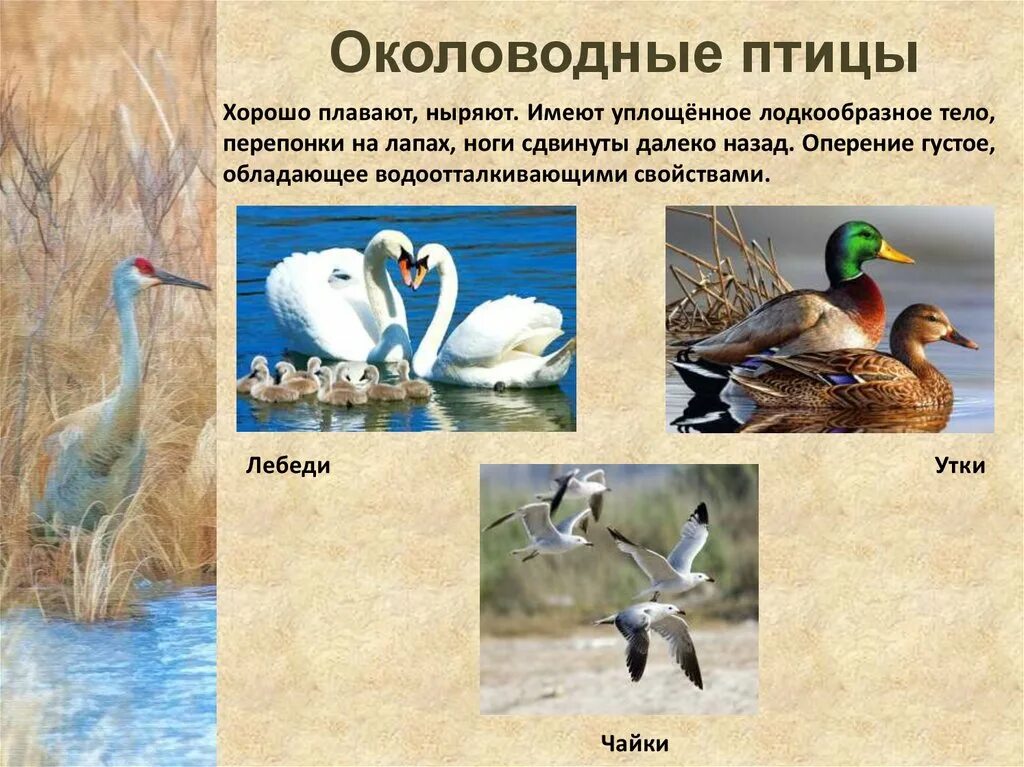 Места обитания птиц. Классификация птиц отряды. Места обитания птиц. Местообитание водных птиц. Птицы открытых водных пространств.