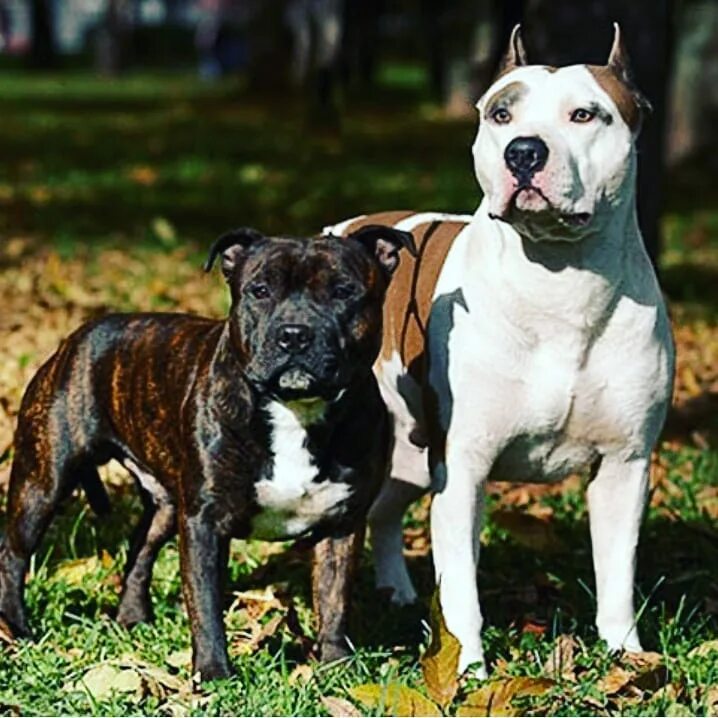 Питбультерьер и стаффордширский терьер. Амстафф бультерьер. Питбультерьер прайтер. Питбультерьер и стаффордширский терьер. Питбуль амстафф бультерьер.