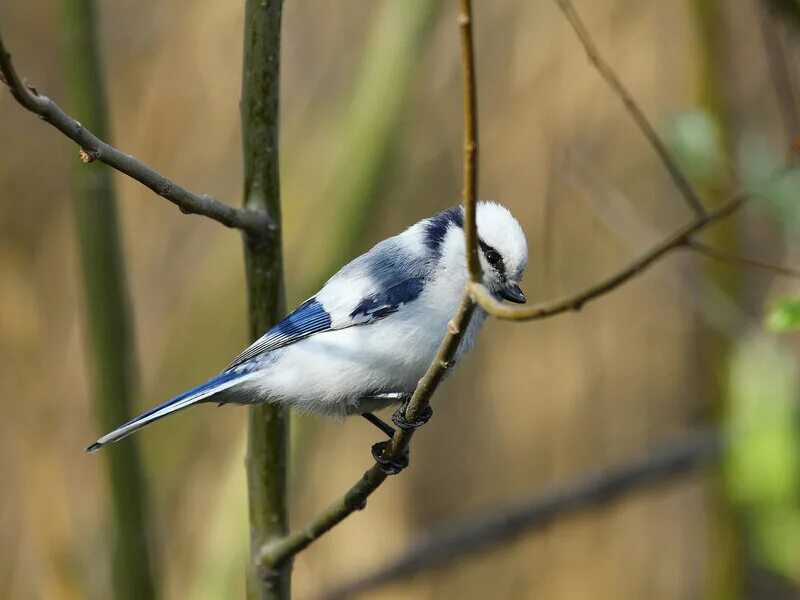 Синица лазоревка подвиды. Синица лазоревка. Сиеичка лпщоревка и московка. Виды синиц название. Виды синиц название.