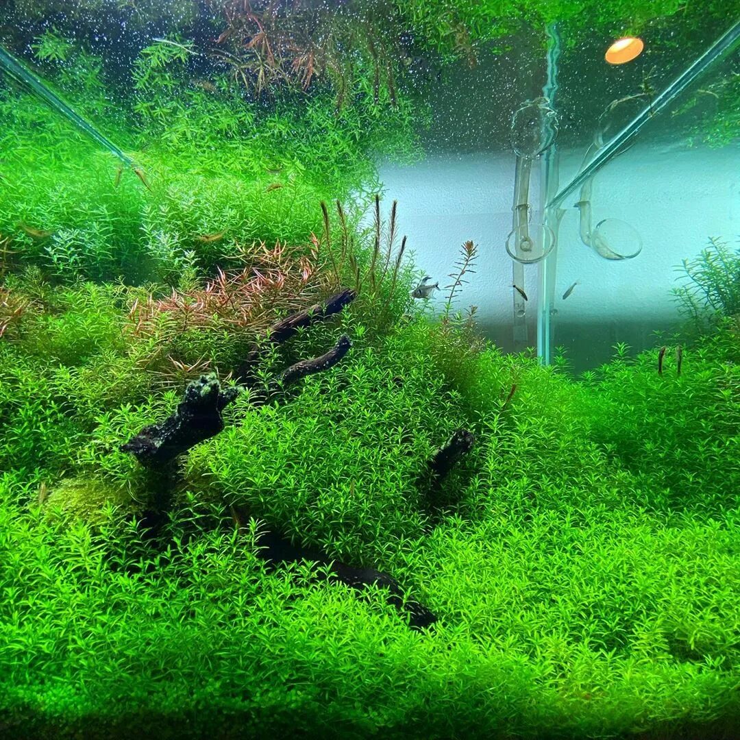 GH В аквариуме. Аквариум кубик с растениями. 'RJ cbcntvf d frdfhbevt с туманом. Фильтр взвешенных частиц для аквариума.