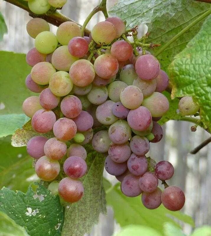 Виноград мускат красный сверхранний. Виноград мичуринский ранний. Пино мичуринский виноград. Виноград каберне барон. Пино-фран сорт винограда.