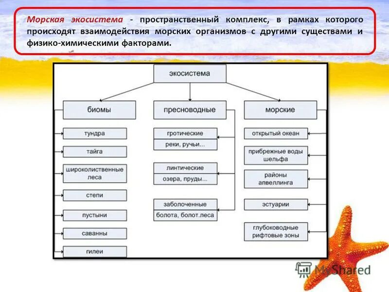 Экосистемы одной зоны 4 буквы. Структура морских экосистем. особенности водных экосистем. морская экосистема характеристика. характеристика водной экосистемы.