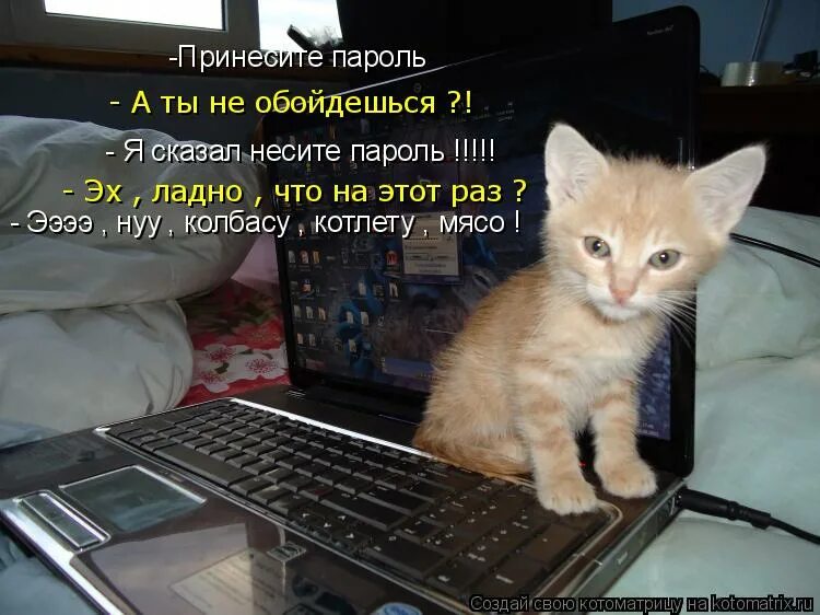 Шутки про блины. Смешные блины. Поролю. Блин нафиг. Мемы про блины.