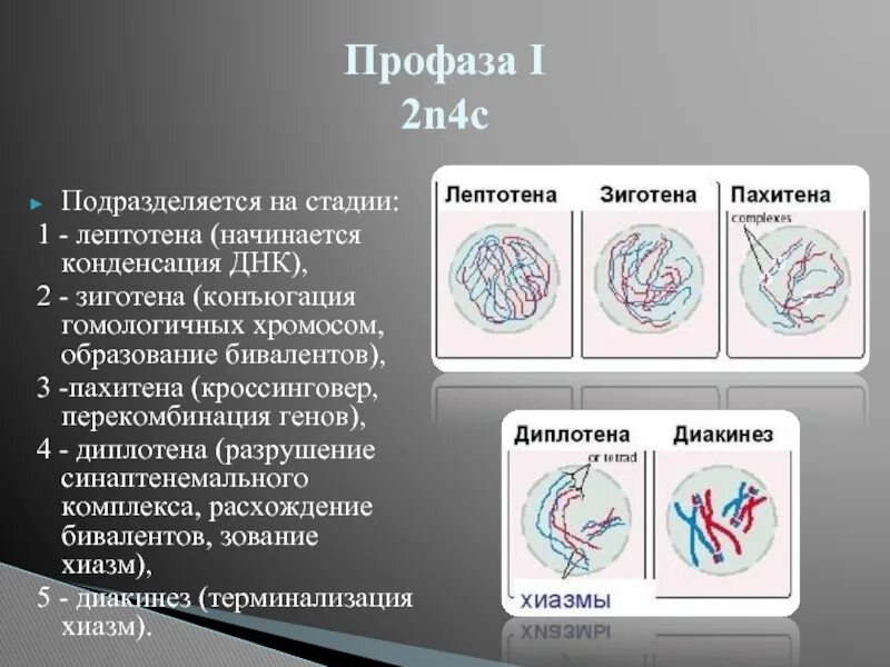 Мейоз зиготена пахитена диплотена. Мейоз 1 профаза 1. Стадии профазы 1 деления мейоза. Профаза мейоза 2. Профаза описание процесса