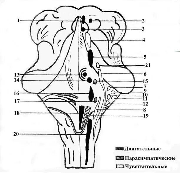 Ромбовидная ямка черепные нервы. Проекция ядер черепно-мозговых нервов. Ромбовидная ямка: строение, ядра черепных нервов. Проекция ядер на ромбовидную ямку. Ядра ЧМН В продолговатом мозге.