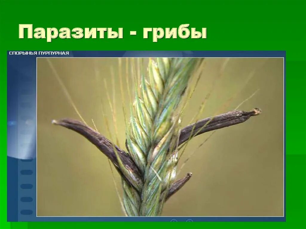 Вред гриба головня. Головня и спорынья грибы. спорынья гриб паразит биология. головня спорынья мучнистая роса. головня спорынья фитофтора.