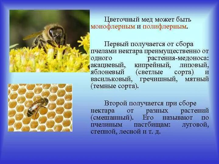 Почему пчел назвали пчелами. Приспособления пчел для сбора пыльцы и нектара. для сбора пыльцы у пчел приспособление. пчела собирает мед. пчела собирает пыльцу.