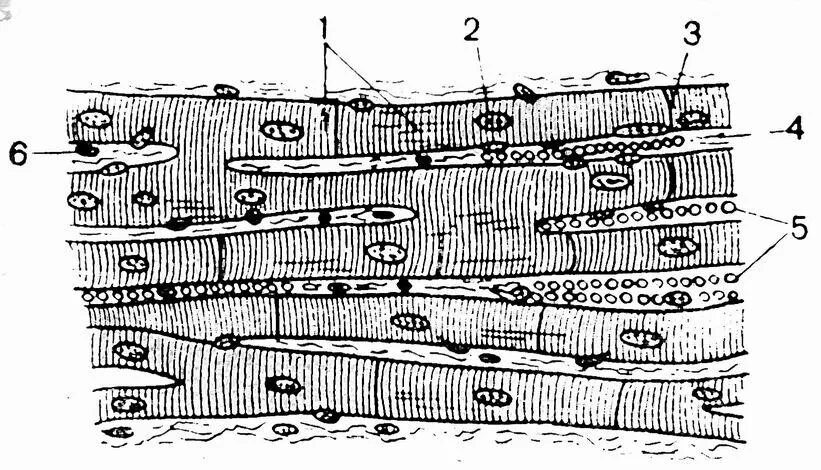 Поперечнополосатая сердечная мышечная ткань рисунок. Поперечнополосатая сердечная мышечная ткань схема. Поперечно-полосатая сердечная мышечная ткань кардиомиоциты. Симпласт поперечно полосатой мышечной ткани. Сердечная мышечная ткань рисунок