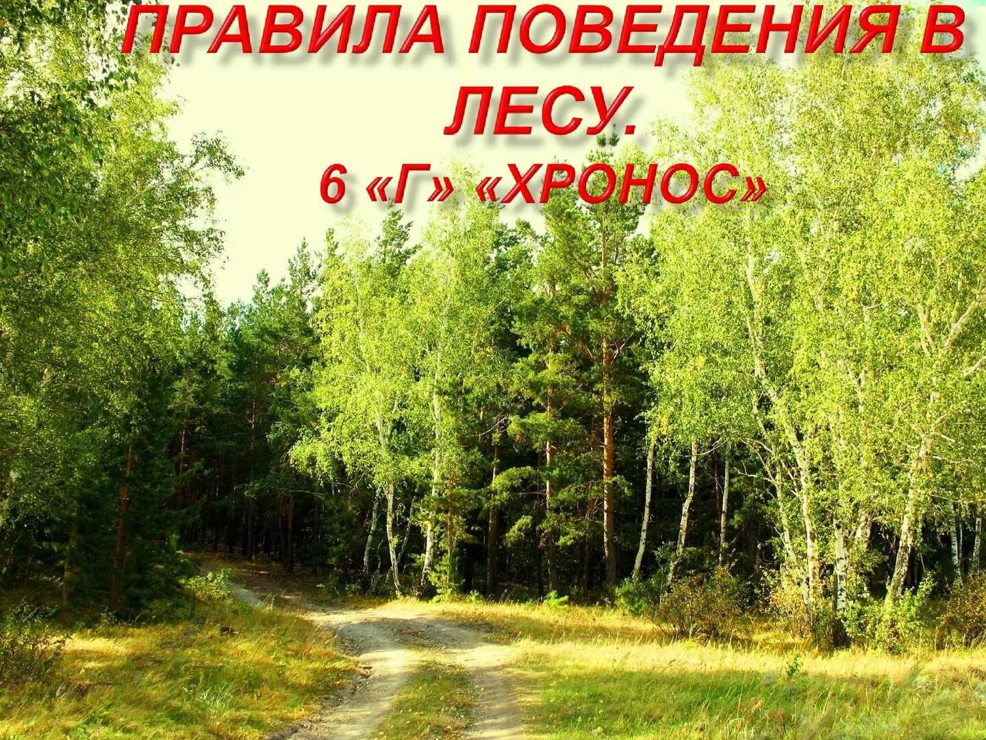 Четверостишье про родину. Правила поведения в лесу. Стихи о родине. Поэты русского зарубежья о родине. Список о природе и родине