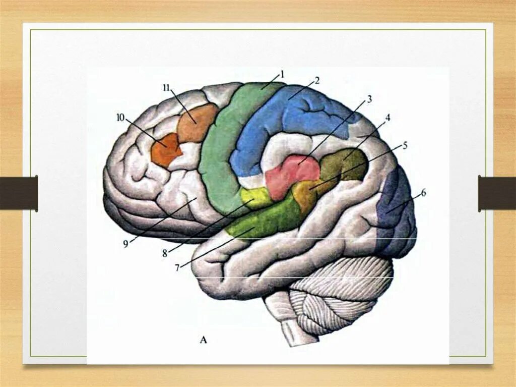 Сенсорные зоны коры больших полушарий головного мозга. Первичные сенсорные зоны коры больших полушарий. Функциональную зону коры больших полушарий мозга.