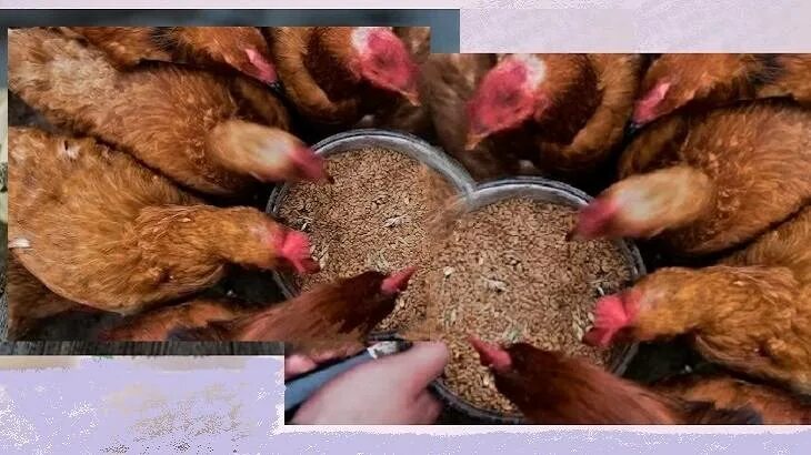 Через сколько курица начинает нести