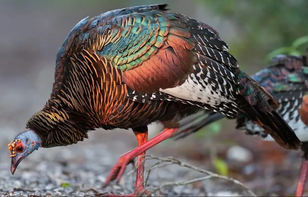 Глазчатая индейка. Meleagris ocellata. Глазчатая индейка птица. Глазчатый индюк.