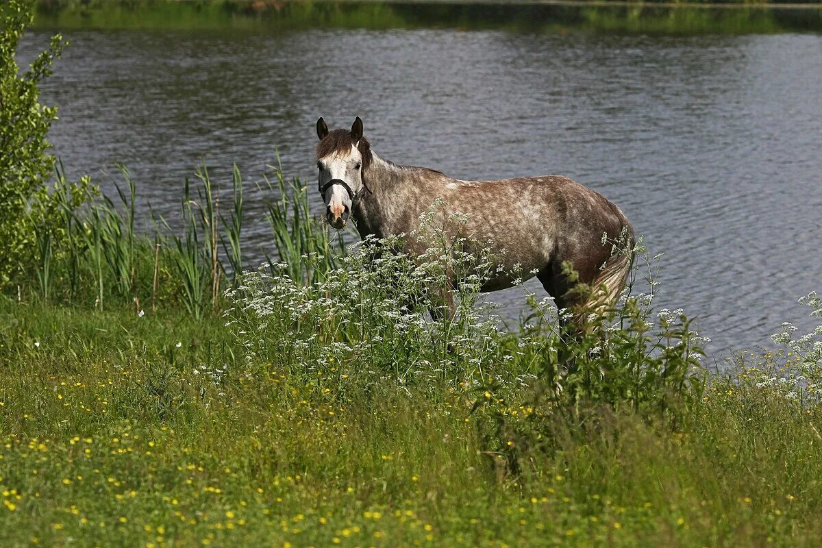 Лошадь переправа. Кони у реки. Лошадь в реке. Лошадь на речке. Лошади в деревне.