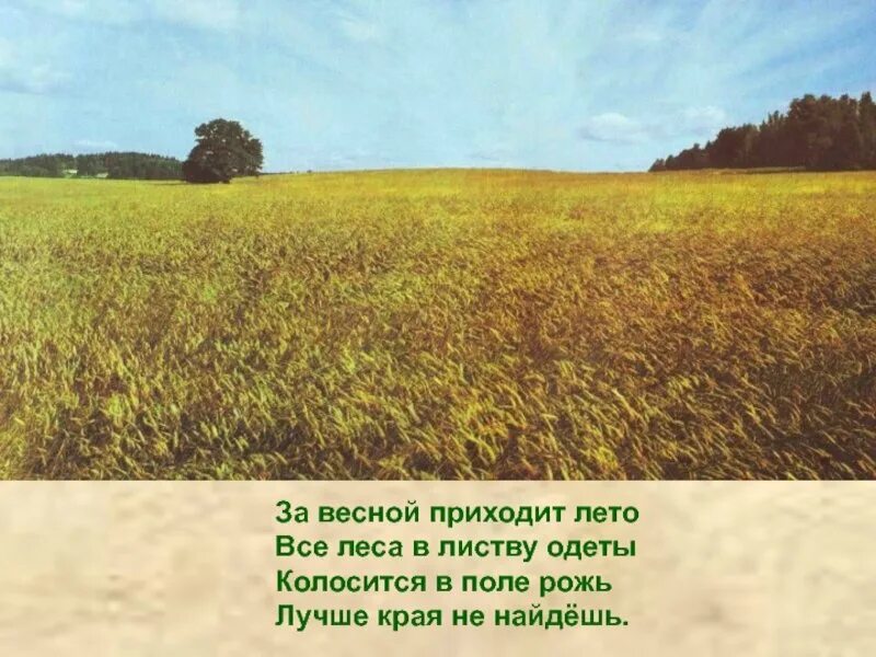 Рожь цитаты. Стихотворение поле. цитаты про поле. стишок про поле. стих про рожь.